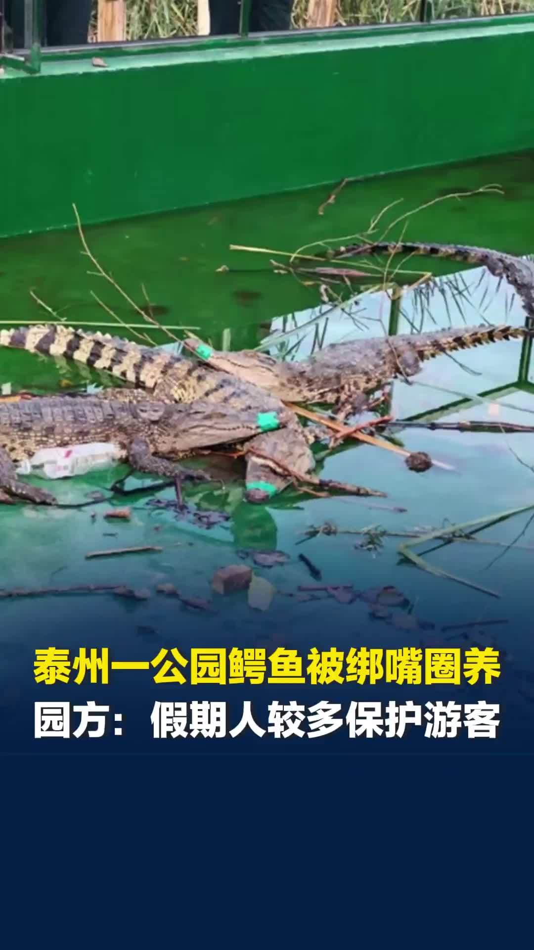 泰州一公园鳄鱼被绑嘴圈养，网友质疑虐待鳄鱼，园方：假期人多 保护游客和鳄鱼
