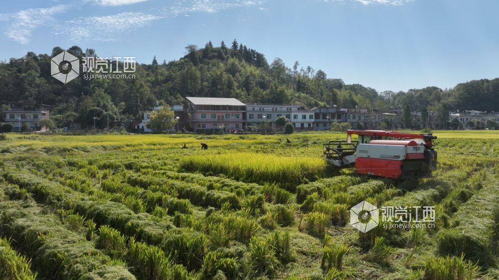 江西宜春：高标准农田绘就丰收图景（图）