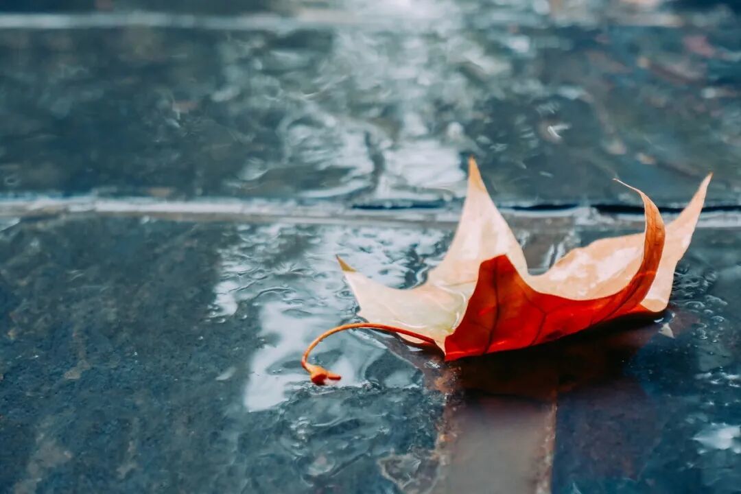 千库网_雨天落叶风景图_摄影图编号94232 (1).jpg