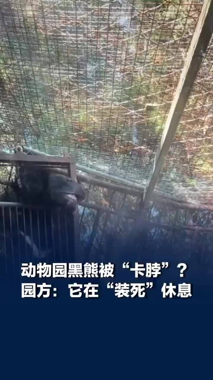 临沂动物园黑熊被指被装置卡脖不动