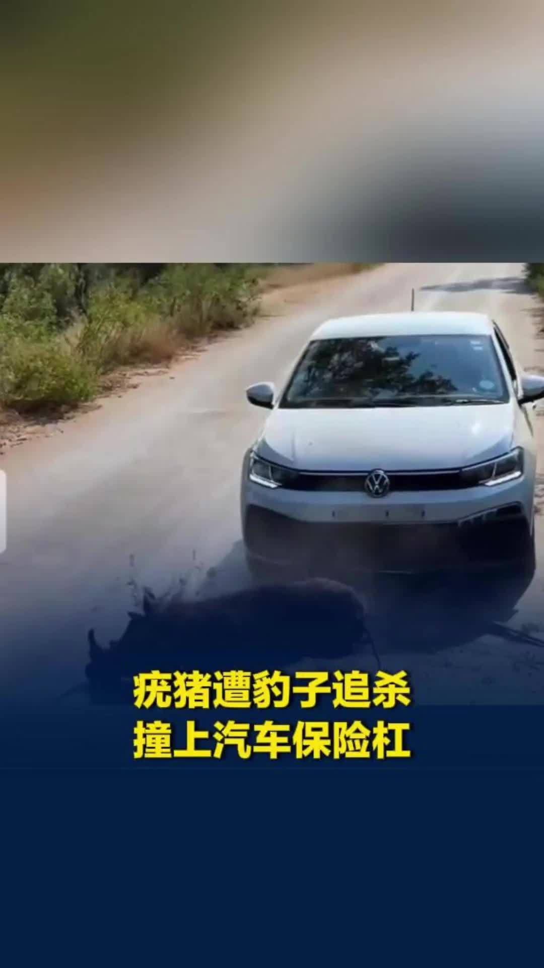 惊险一幕！疣猪遭豹子追杀拼命奔逃，逃命关键时刻竟一头撞上汽车保险杠