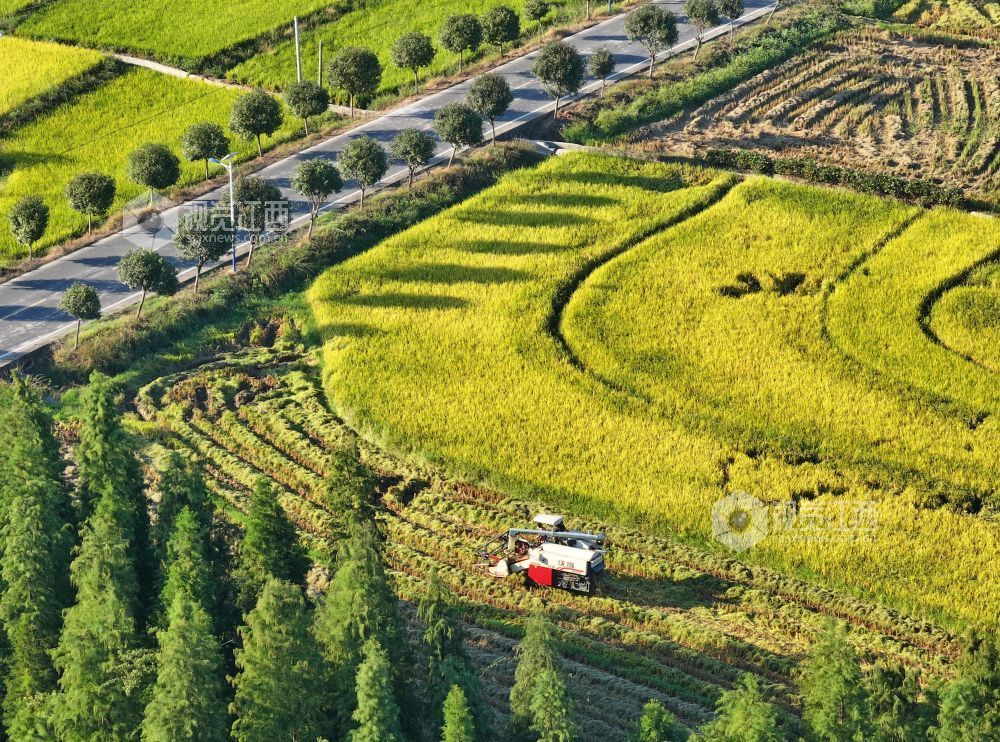 2026年10月6日，江西省吉安市泰和县马市镇南溪村，农机手驾驶收割机正在收割水稻。