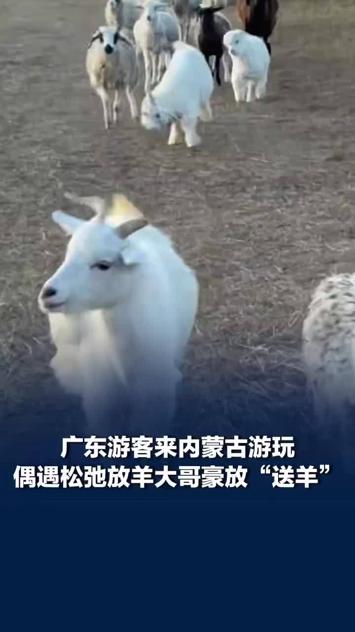 广东游客来内蒙古偶遇牧民豪放送羊