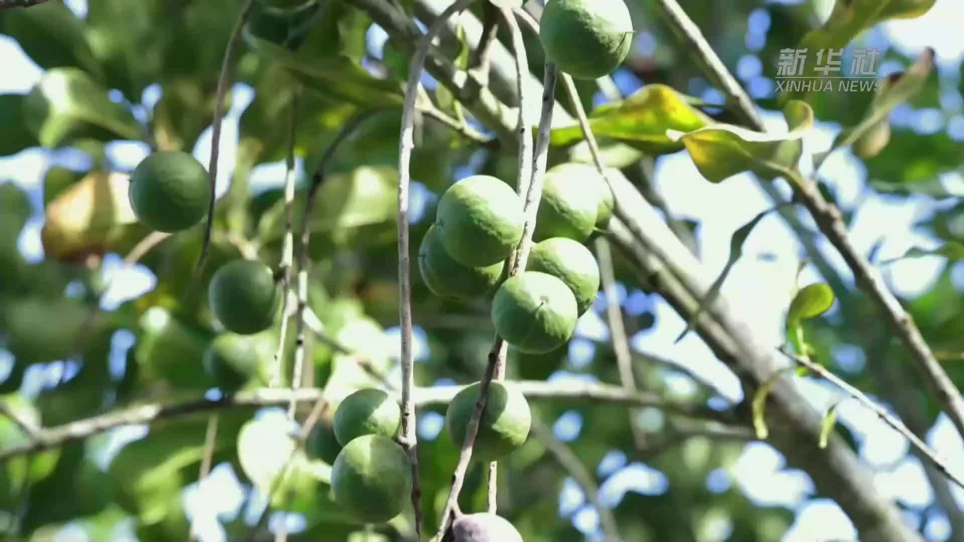 青山叠翠间的增收“果”