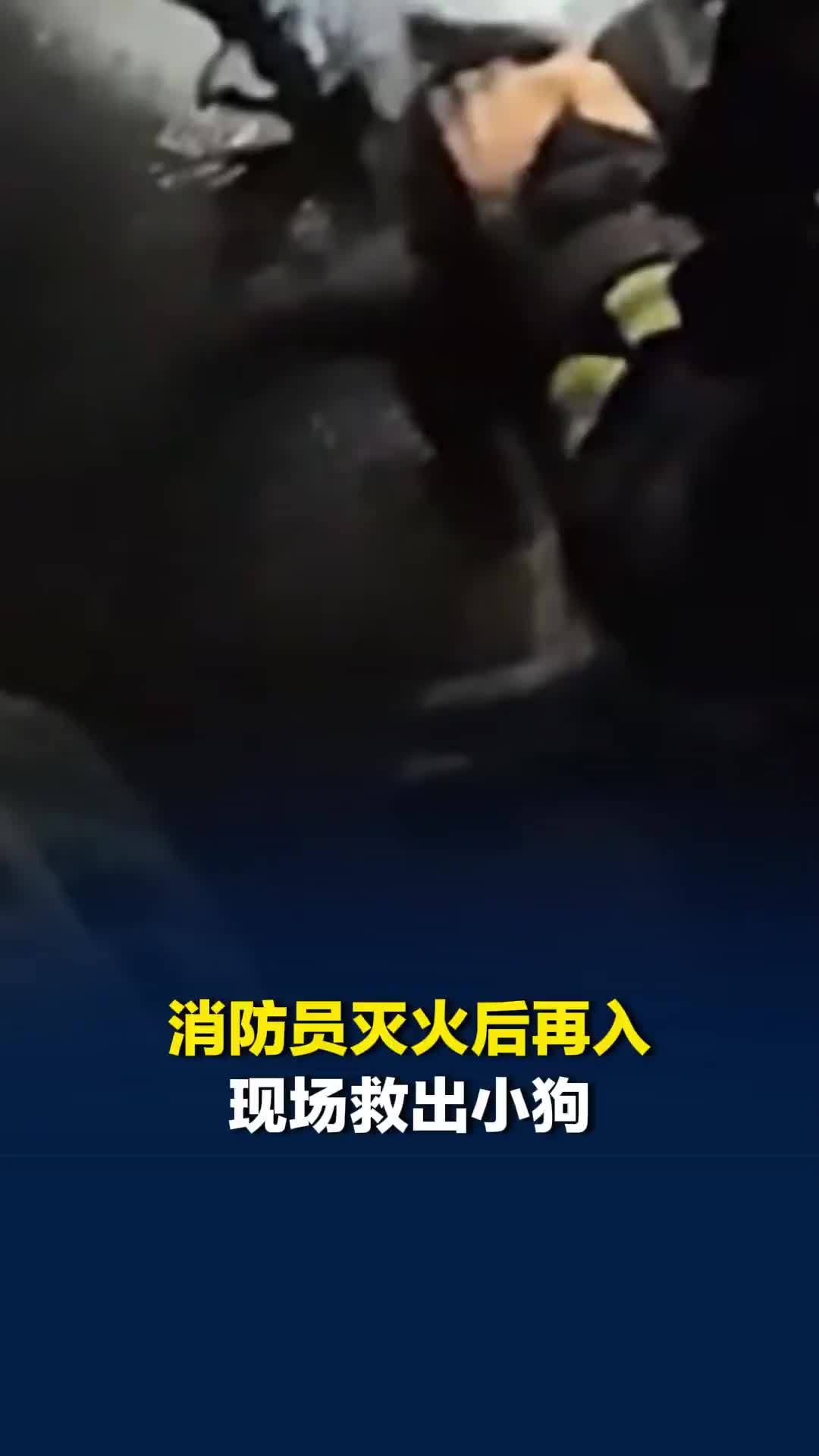 消防员灭火后再入现场救出小狗，并为其浇水降温、心肺复苏