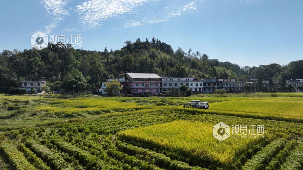 江西宜春：高标准农田绘就丰收图景（图）