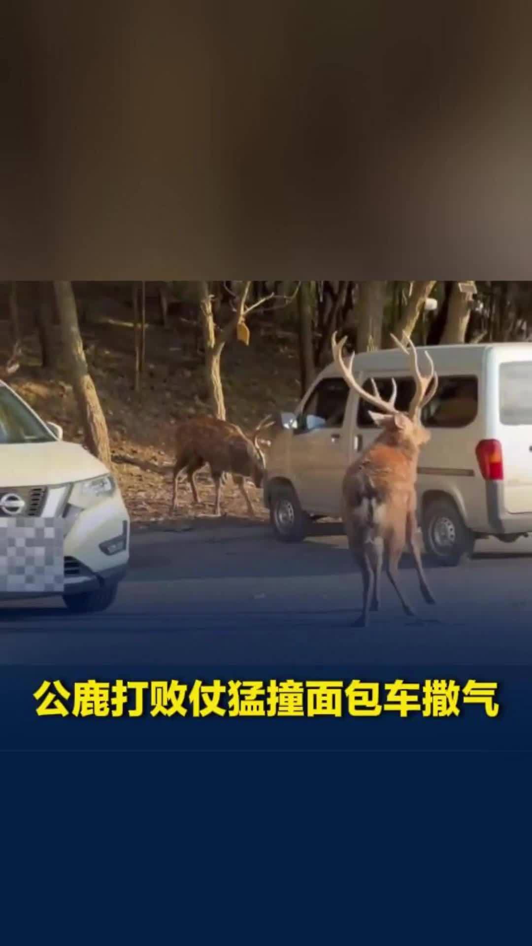 公鹿打架输了，猛撞旁边面包车撒气，拍摄者：正处于发情期，从山坡上一路打架下来