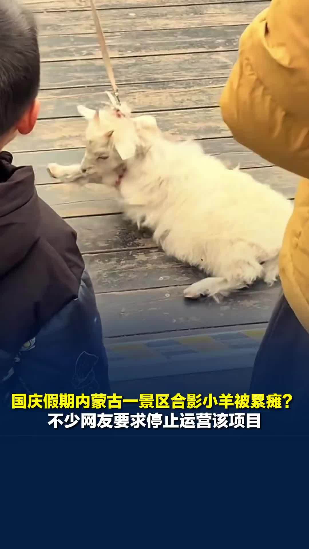 国庆假期内蒙古一景区合影小羊被累瘫？不少网友要求停止运营该项目