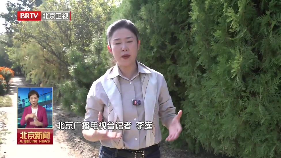 北京为千年古树建起“活体基因库”