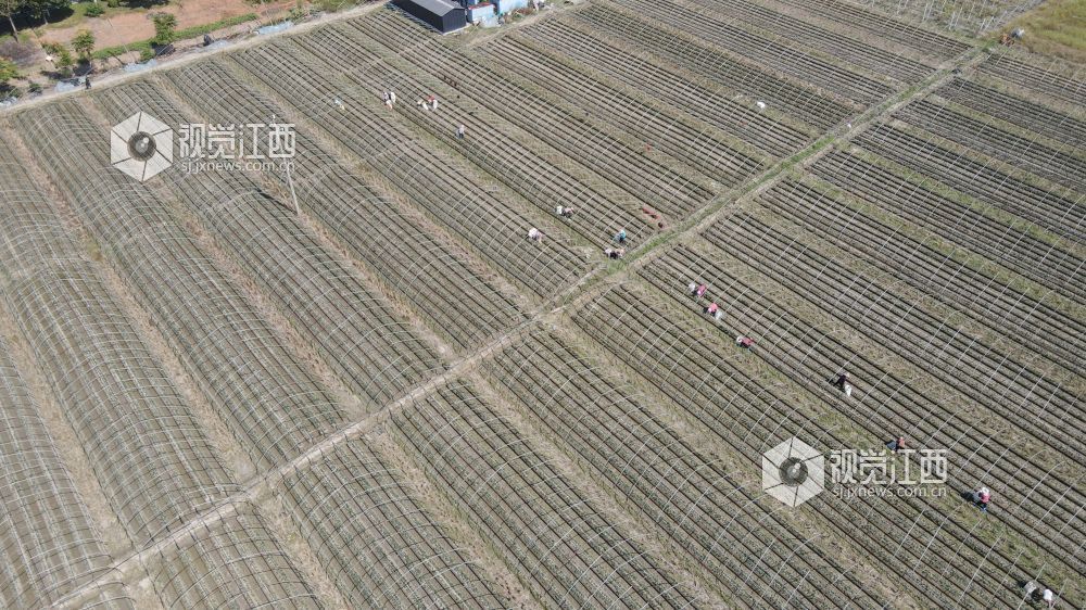 2026年10月9日,江西省遂川县枚江镇的草莓种植基地内,农户穿梭垄间开展田间管护,勾勒出现代农业劳作图景。
