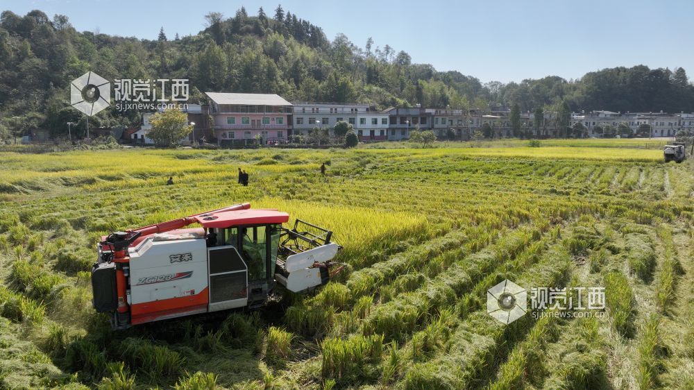 江西宜春：高标准农田绘就丰收图景（图）