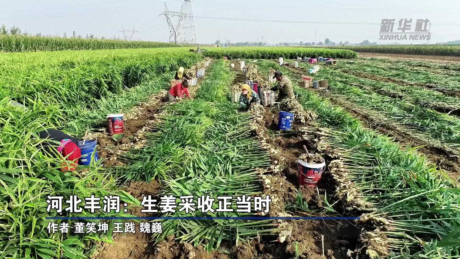 河北丰润：生姜采收正当时