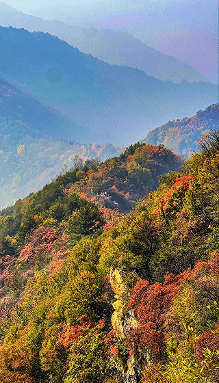 网络中国节·重阳|秋染秦岭 登高怀远
