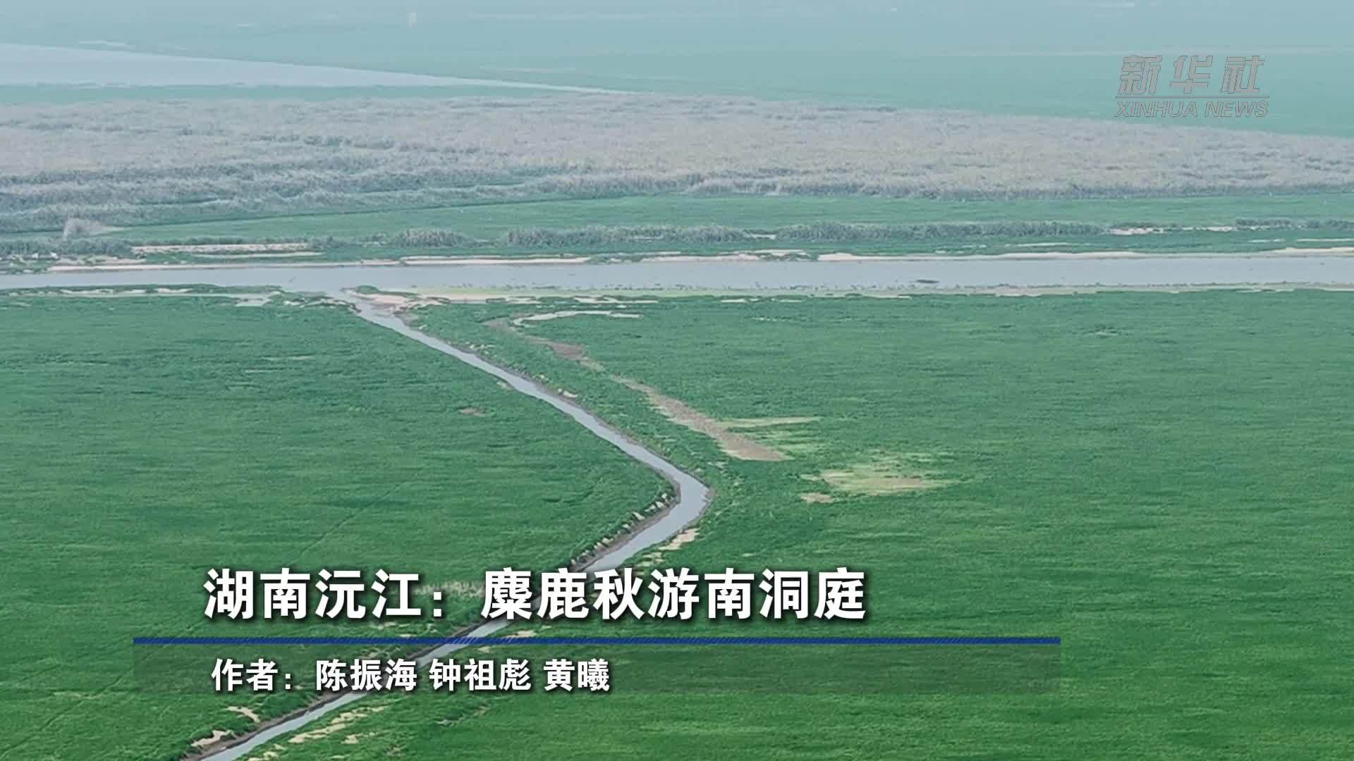湖南沅江：麋鹿秋游南洞庭