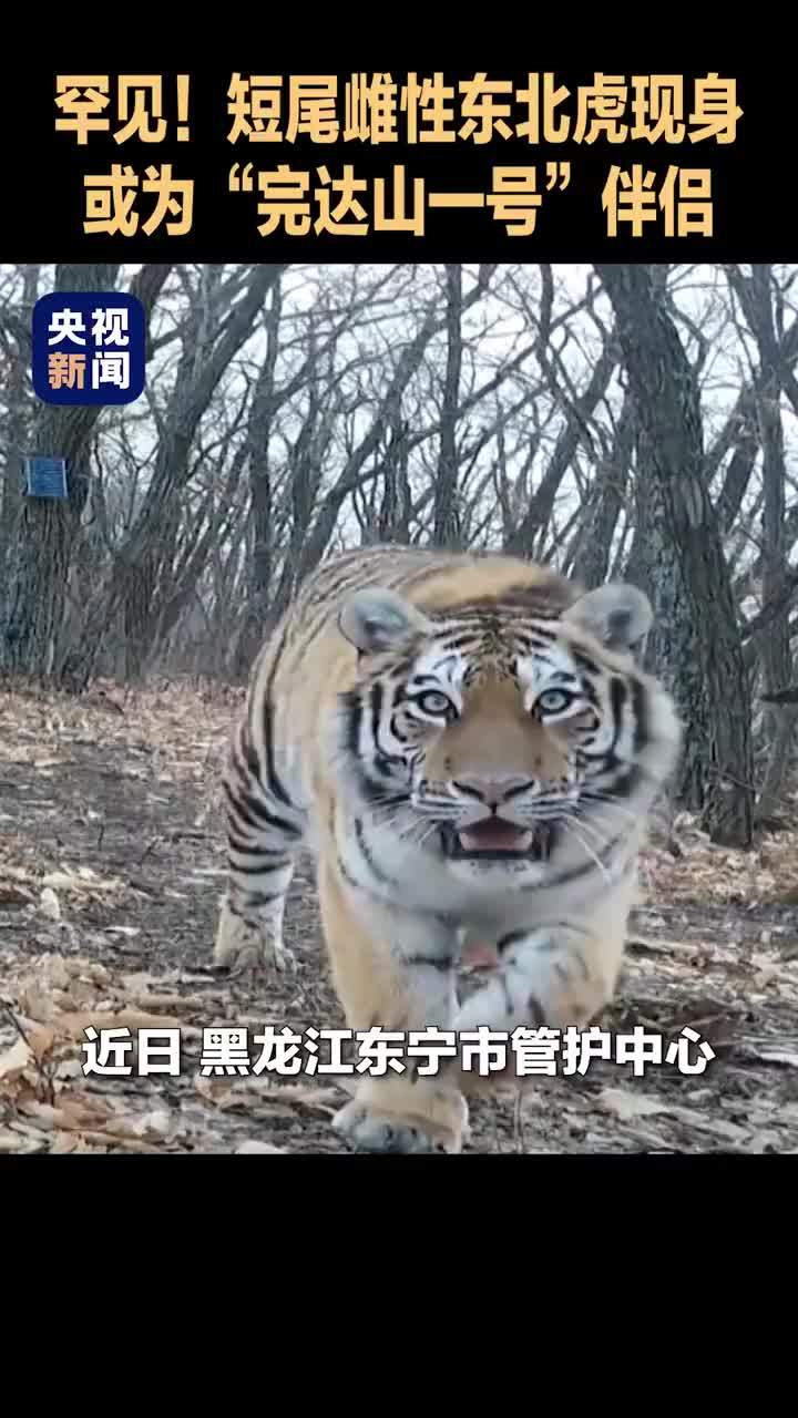 完达山一号或许已经脱单