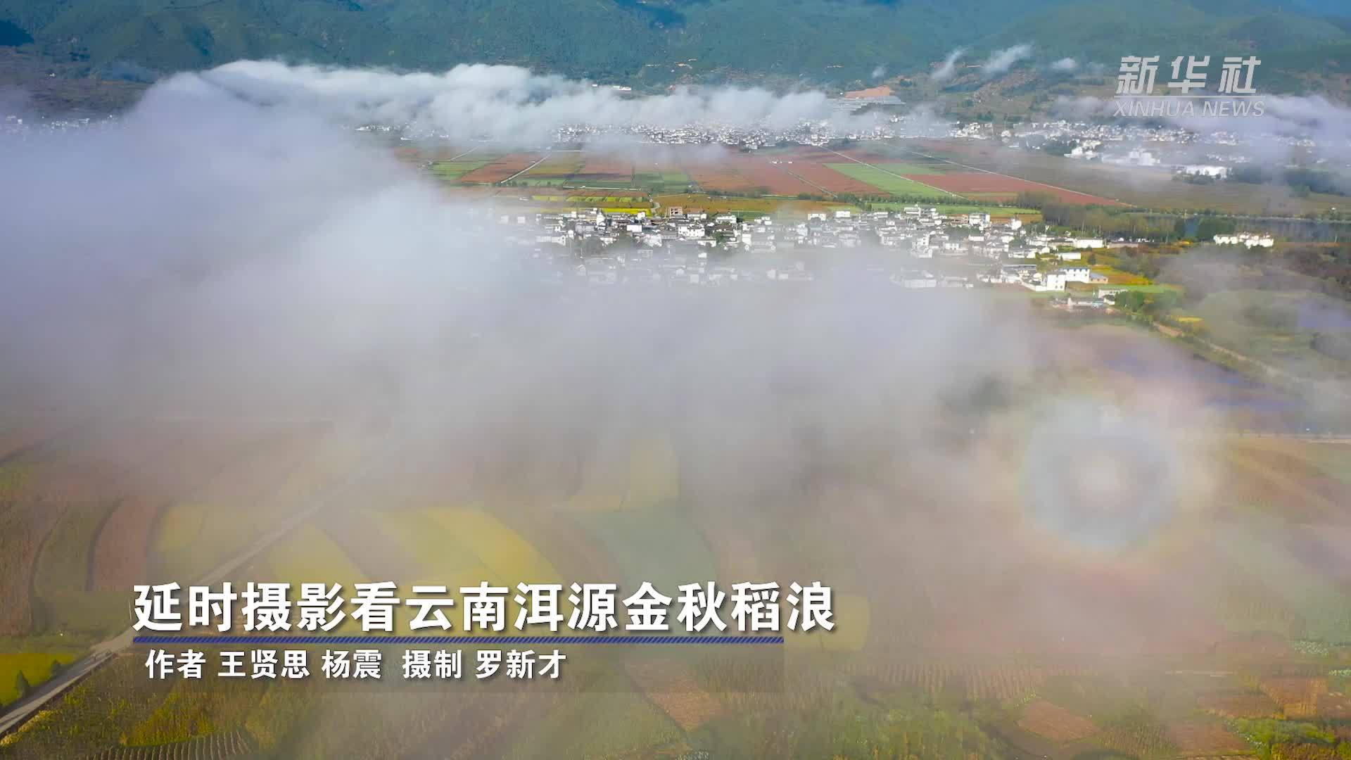 延时摄影看云南洱源金秋稻浪