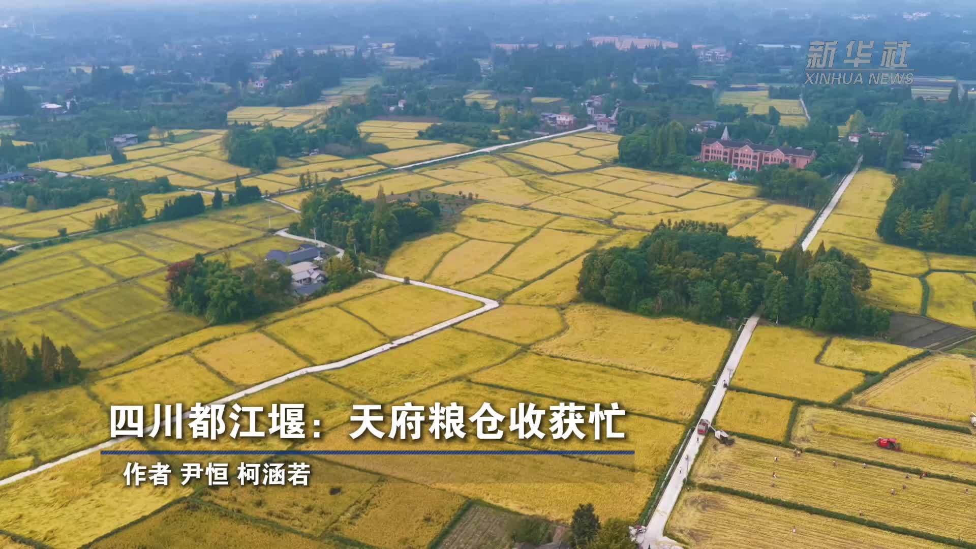 四川都江堰：天府粮仓收获忙