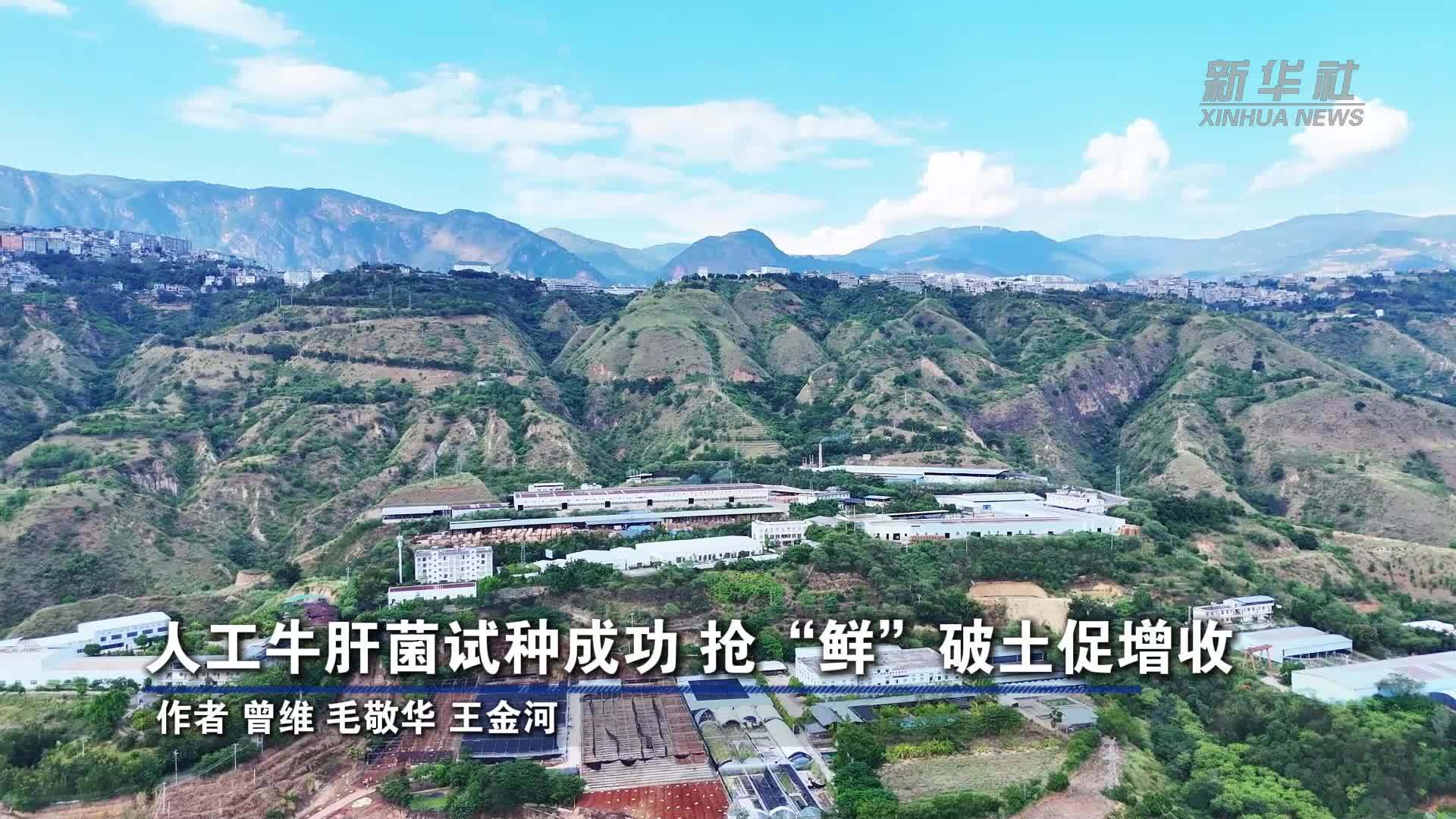 人工牛肝菌试种成功 抢“鲜”破土促增收
