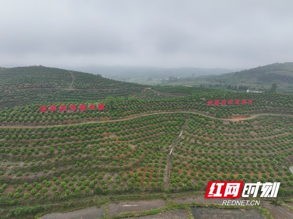 甘棠五里冲万亩林下茯苓种植基地