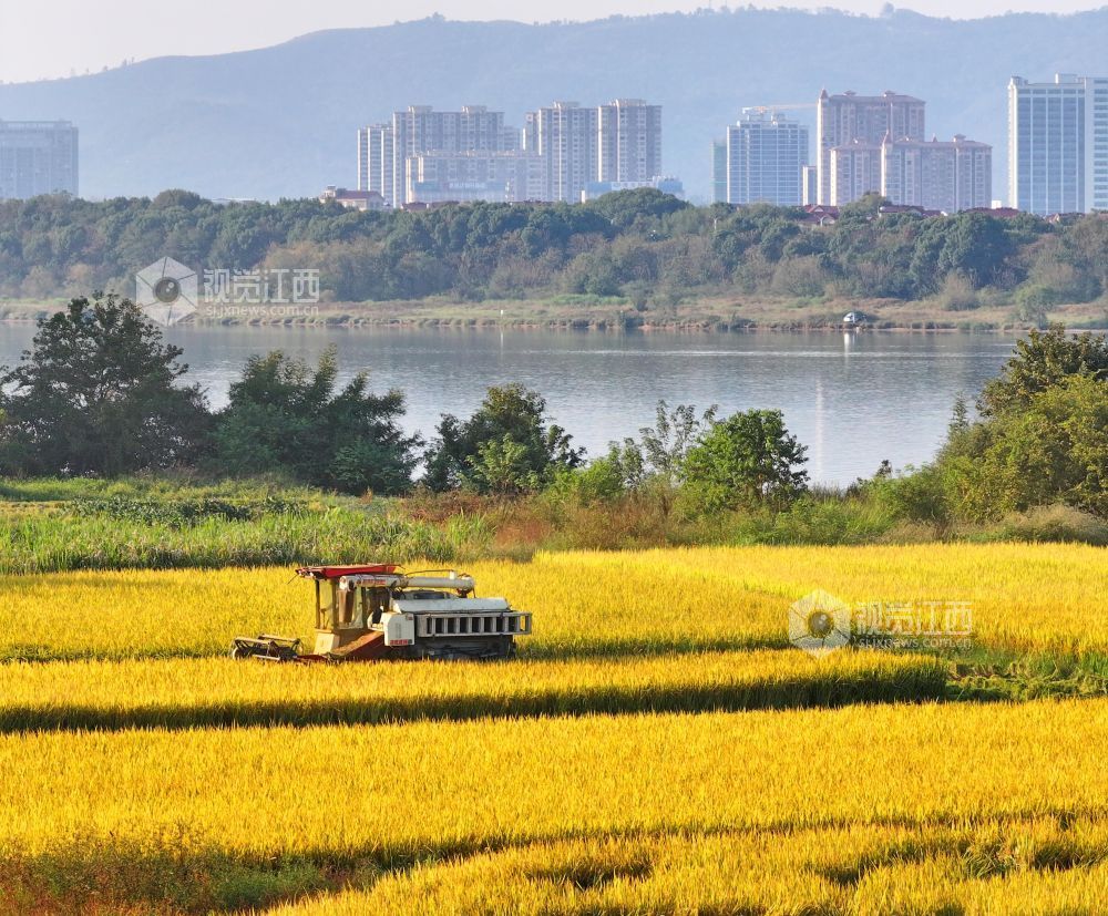2026年10月12日,江西省吉安市泰和县塘洲镇永昌村水稻丰收,农民驾驶收割机正在收割水稻。