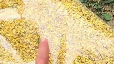 广西阳朔通报硫磺熏桂花属实 【广西阳朔：反映情况属实，正对涉事桂花干