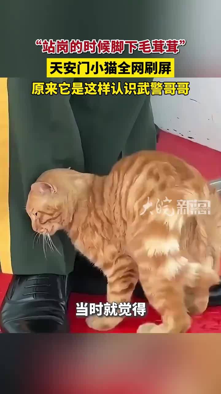 “站岗的时候脚下毛茸茸”天安门小猫全网刷屏 原来它是这样认识武警哥哥