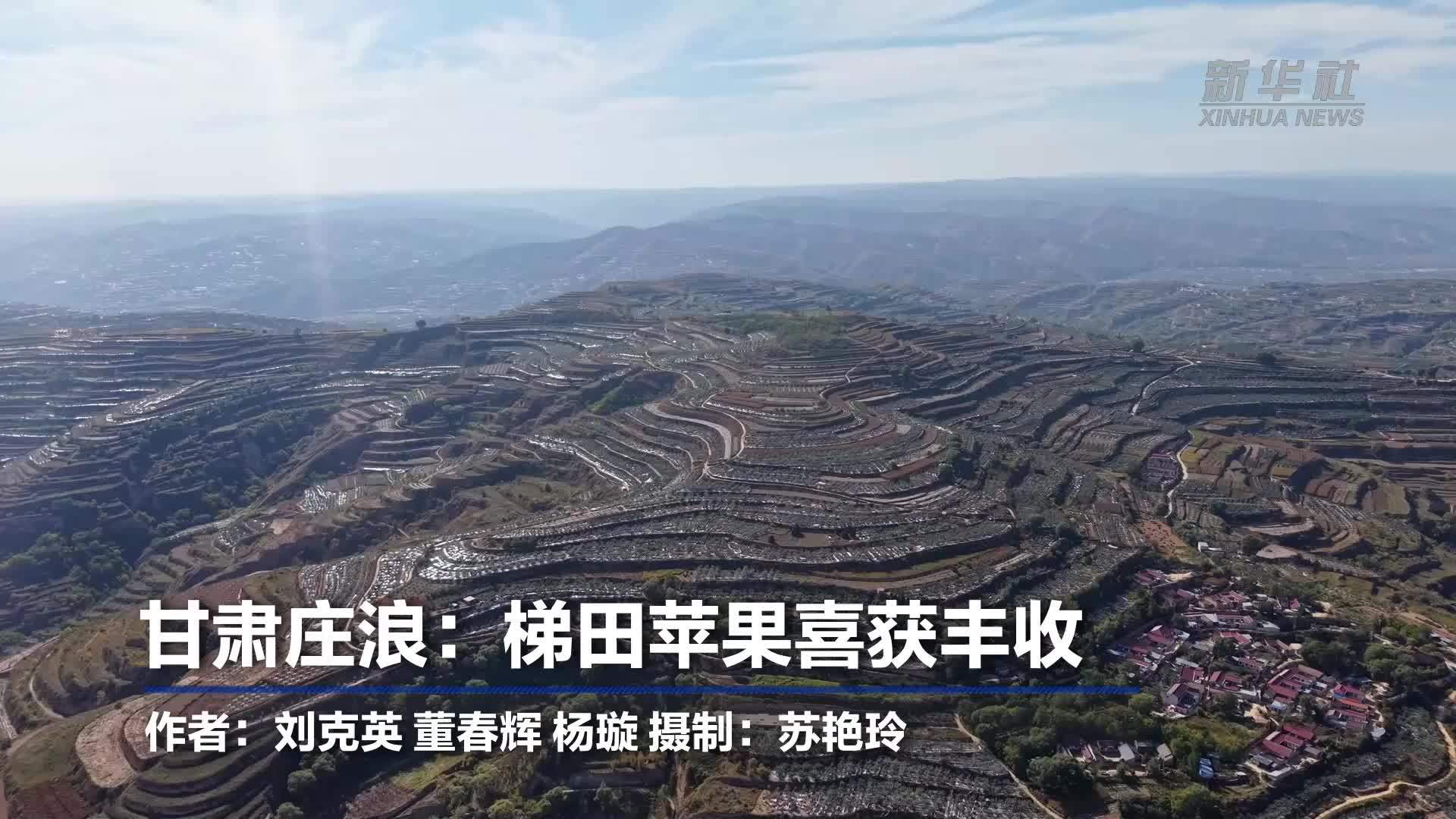 甘肃庄浪：梯田苹果喜获丰收