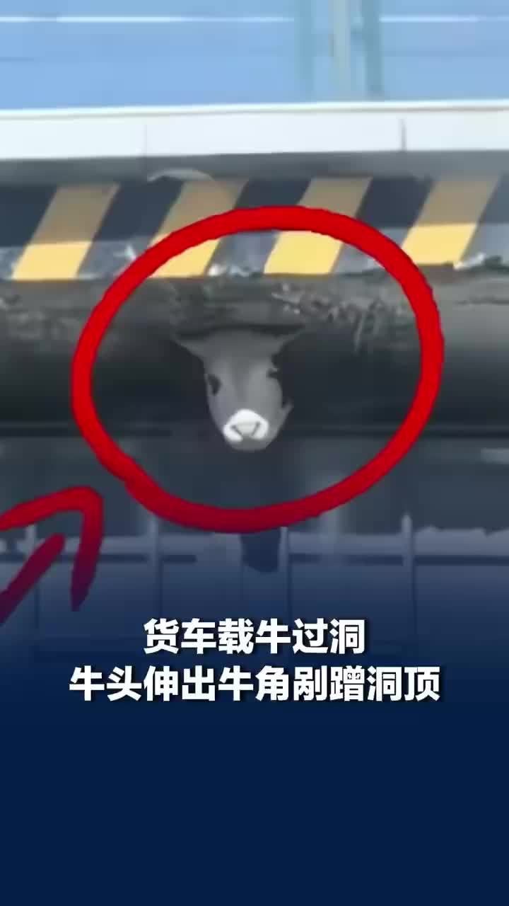 货车载牛过桥洞时牛角剐蹭洞顶