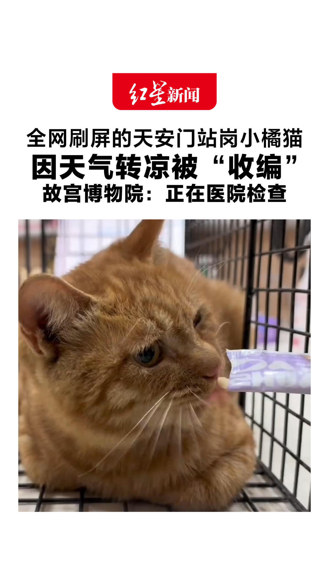 全网刷屏的天安门站岗小橘猫 因天气转凉被“收编”故宫博物院工作人员：正在医院检查，后续会优先找领养