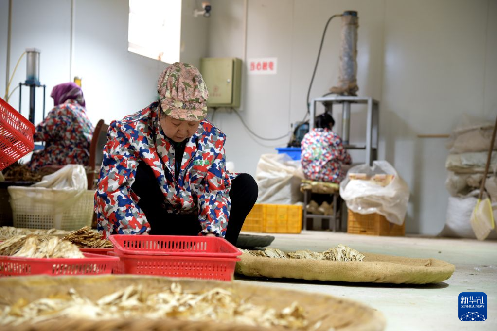 在甘肃省陇南市宕昌县哈达铺镇一家中药材合作社,工人正在加工当归切片。新华社记者 王朋 摄