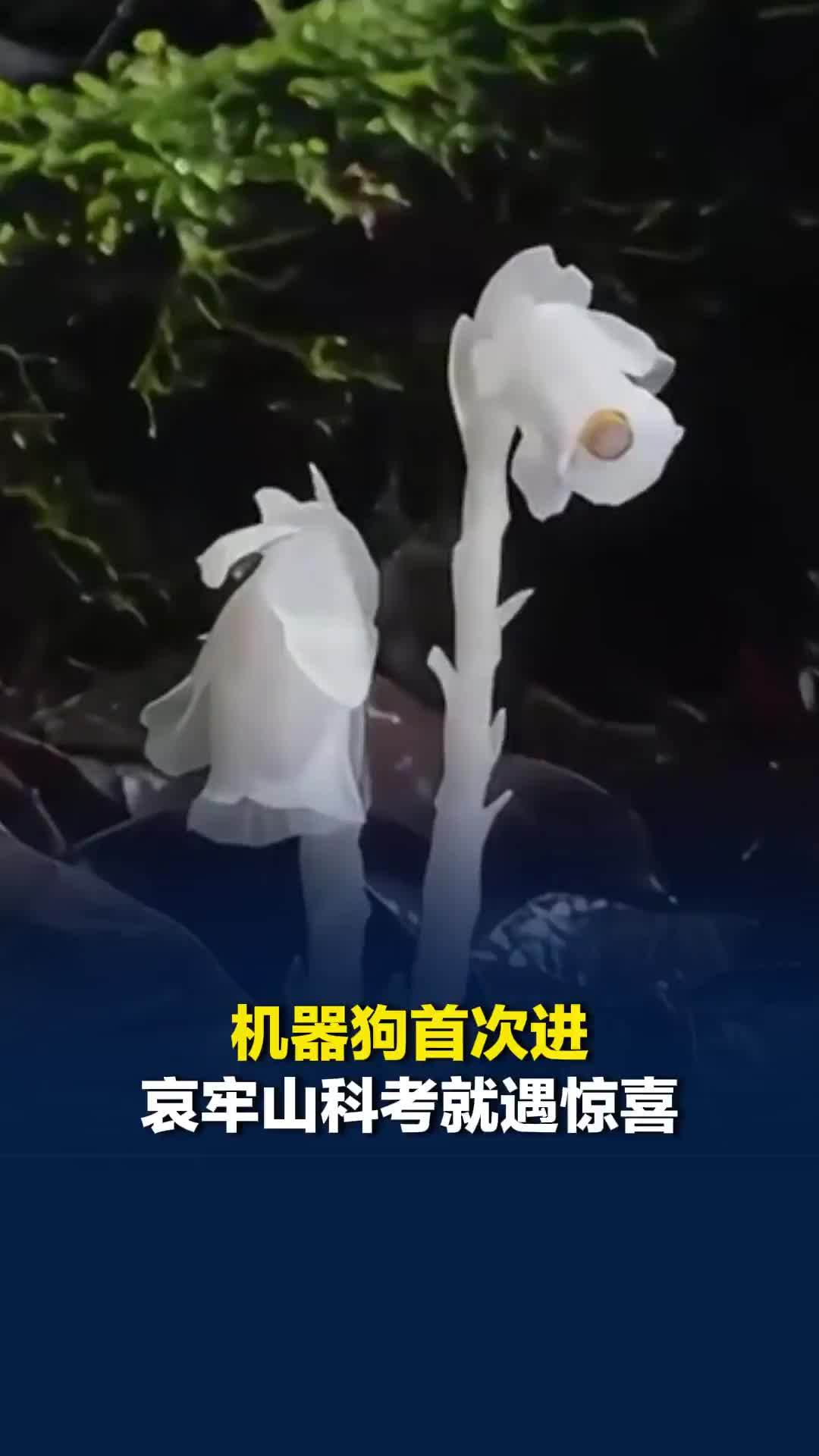 机器狗首次进哀牢山科考就遇惊喜：拍到传说中“冥界之花”水晶兰