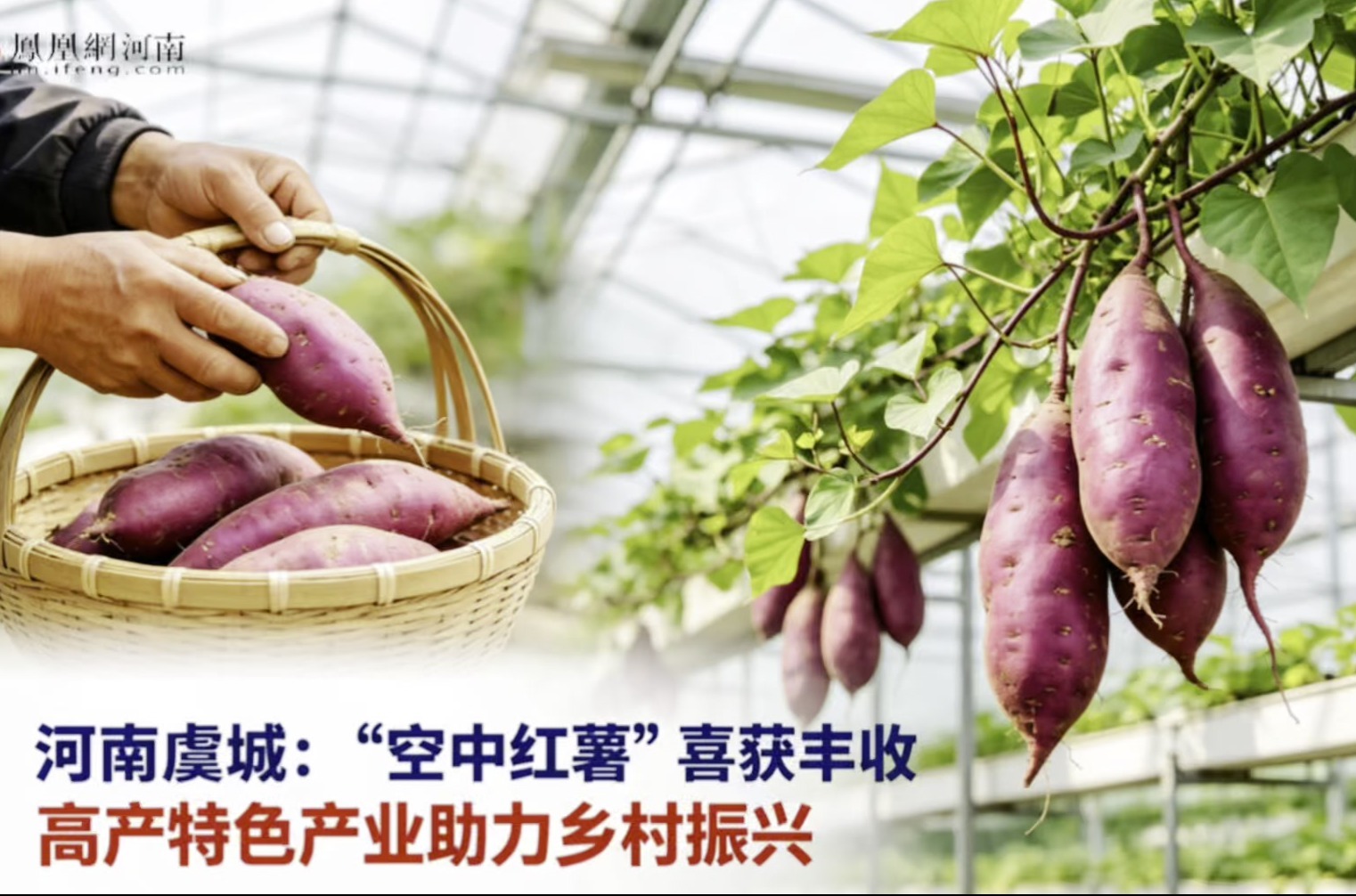 河南虞城：“空中红薯”喜获丰收