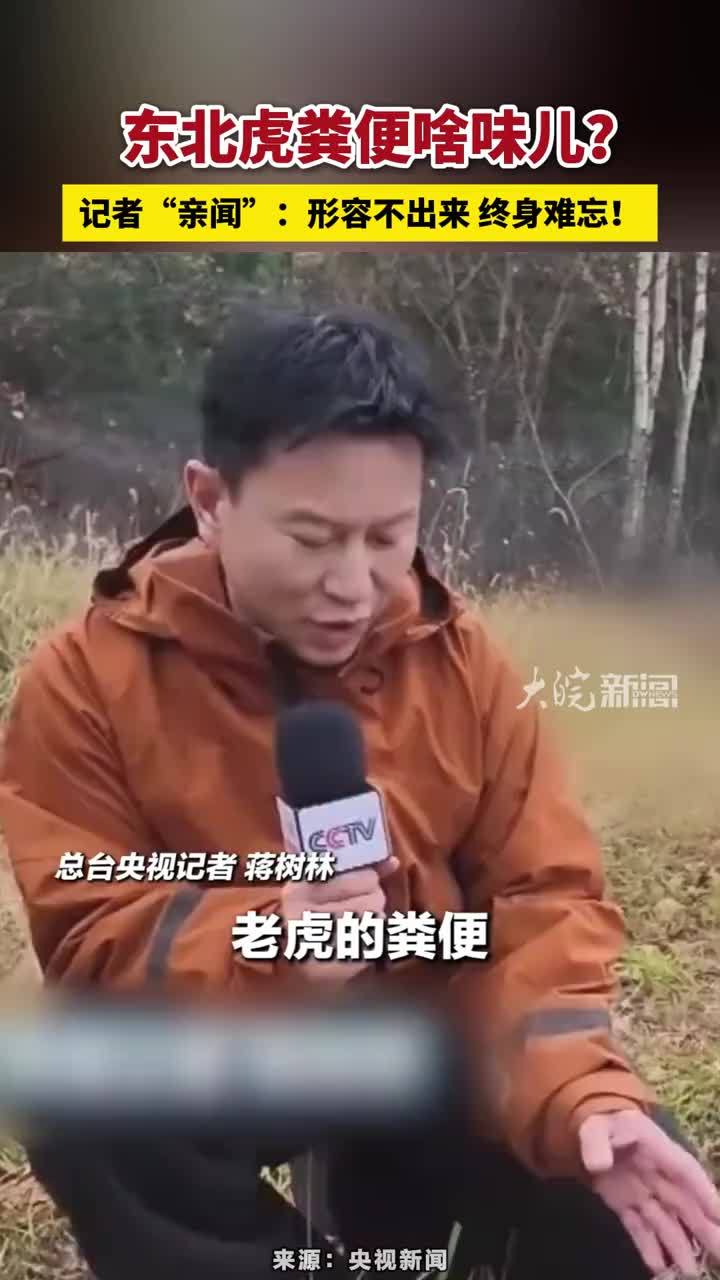 东北虎粪便啥味儿？记者“亲闻”：形容不出来，终身难忘！#东北虎粪便啥味儿？