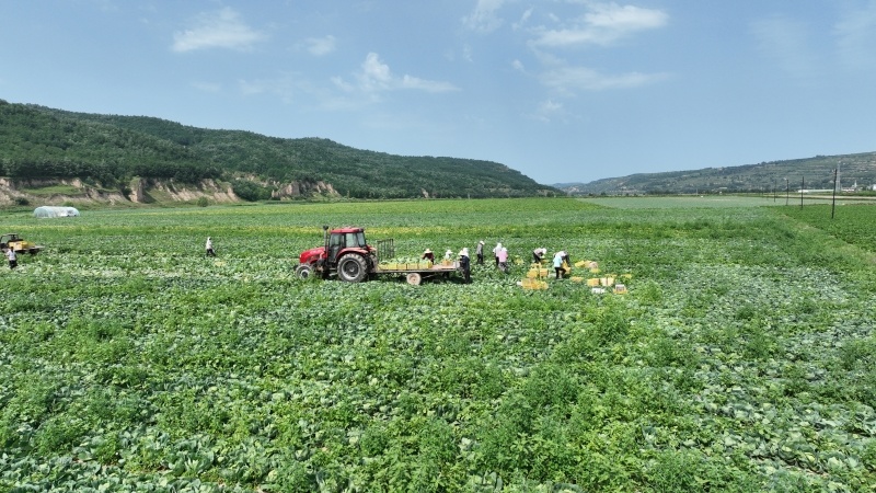 图为付家沟村连片种植基地菜农正在采收.jpg