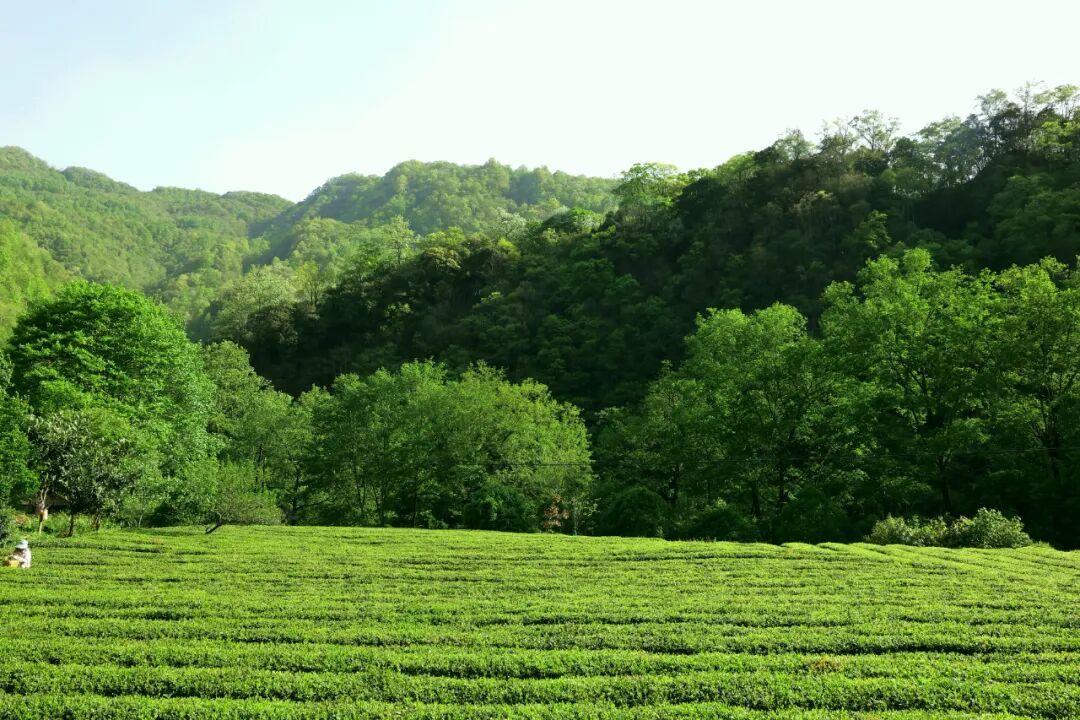 张盼盼　摄