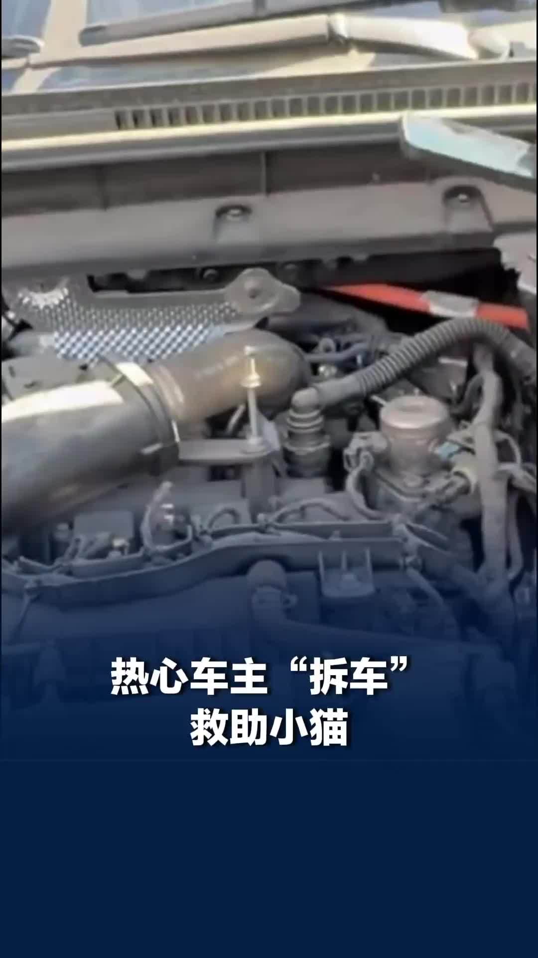 晚高峰时间一只小猫误入车道，为躲避车辆钻进车底，心软的车主“拆车”救助小猫