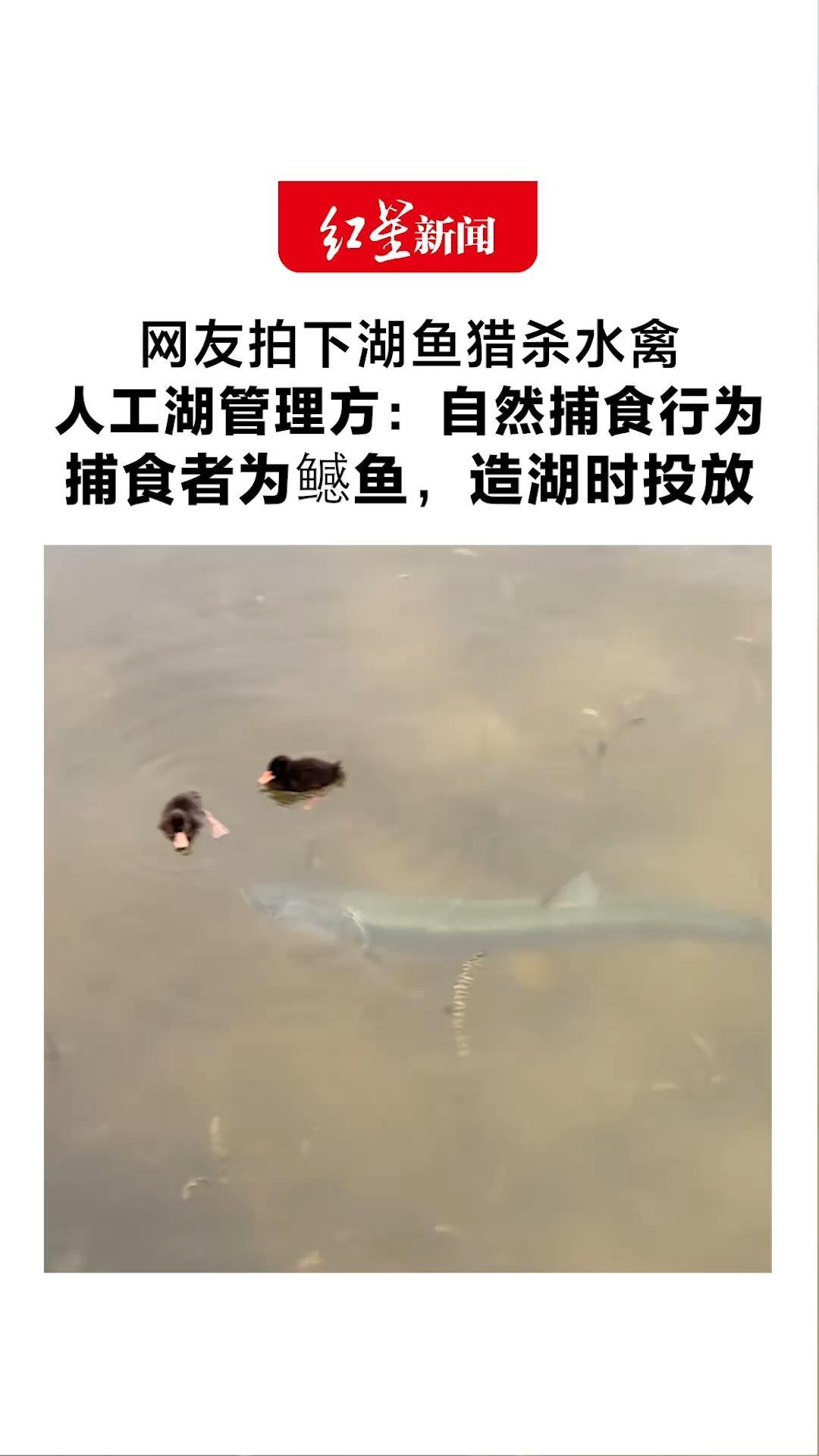 网友拍下湖鱼猎杀水禽 人工湖管理方：自然捕食行为 捕食者为鳡鱼，造湖时投放 将研究方案保持鱼禽平衡