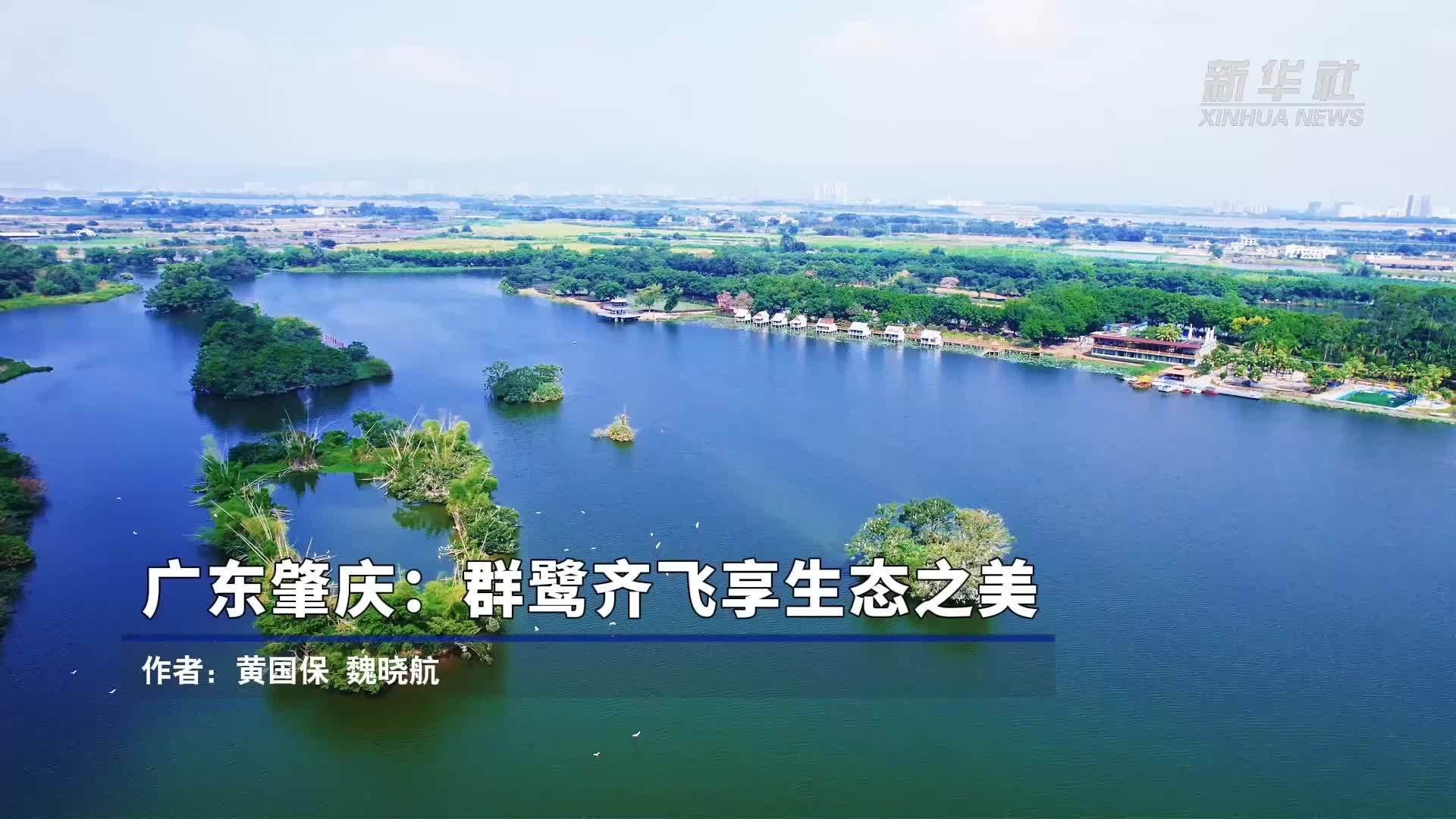 广东肇庆：群鹭齐飞享生态之美