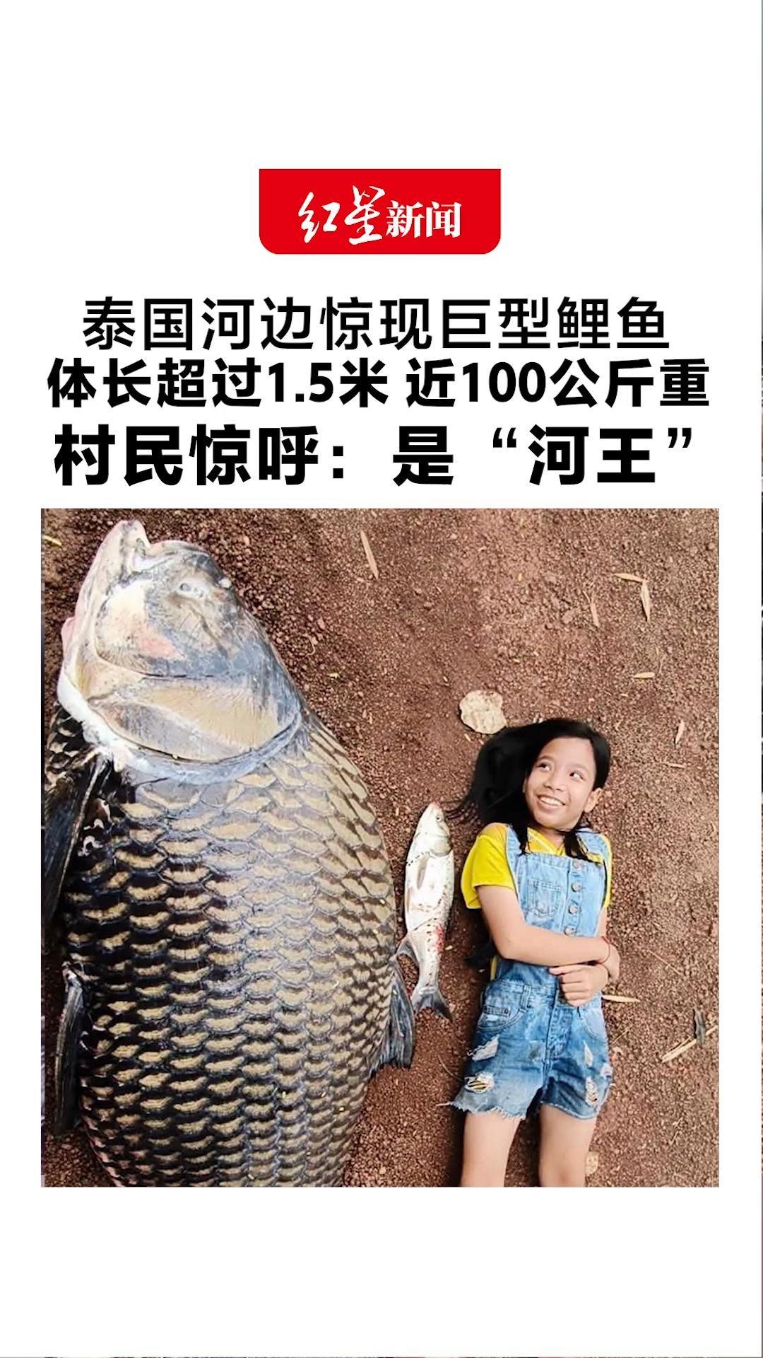 泰国河边惊现巨型鲤鱼 体长超过1.5米 近100公斤重 村民惊呼：是“河王” 想抢救但其已因缺氧死去