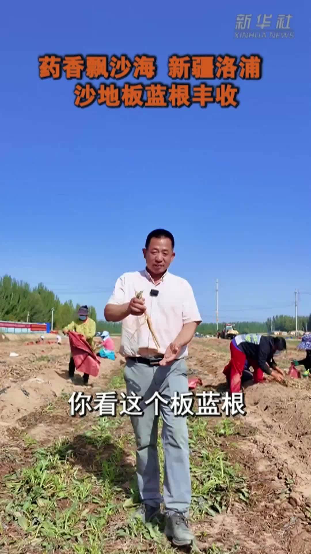 药香飘沙海 新疆洛浦沙地板蓝根丰收