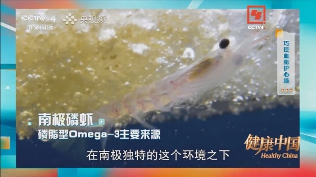 南极磷虾亮相CCTV-4《健康中国》，都乐时以“人宠同源”将其应用延伸至宠物功能营养