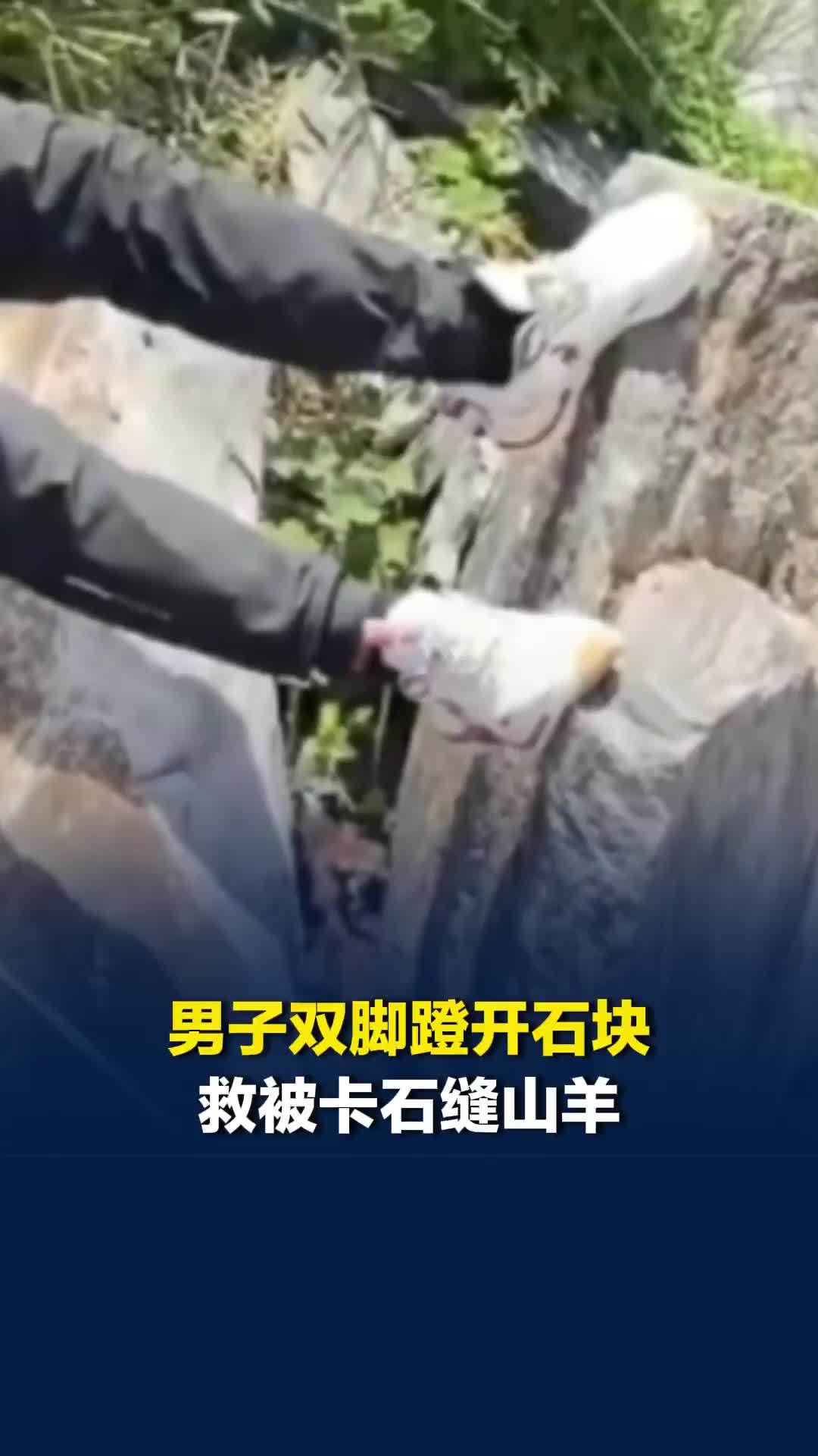 男子双脚蹬开石块救被卡石缝山羊，网友：练腿的用处来了