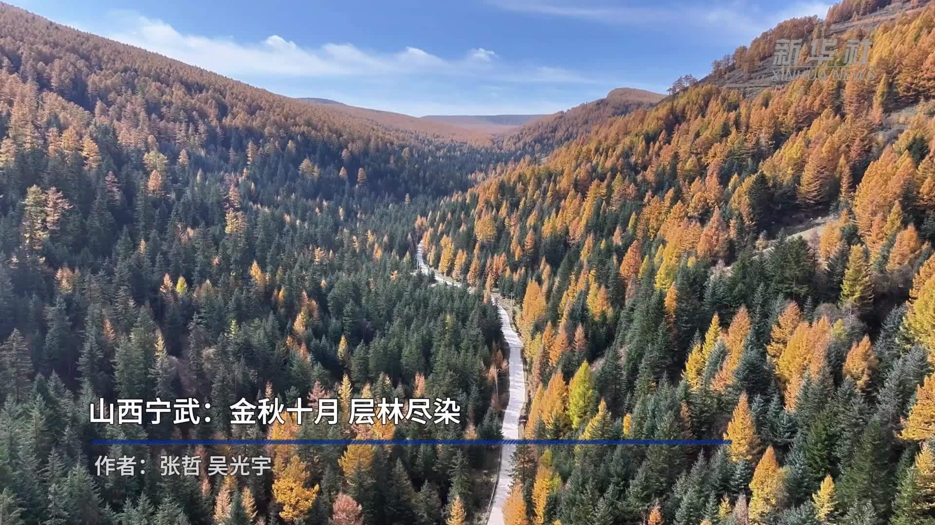 山西宁武：金秋十月 层林尽染