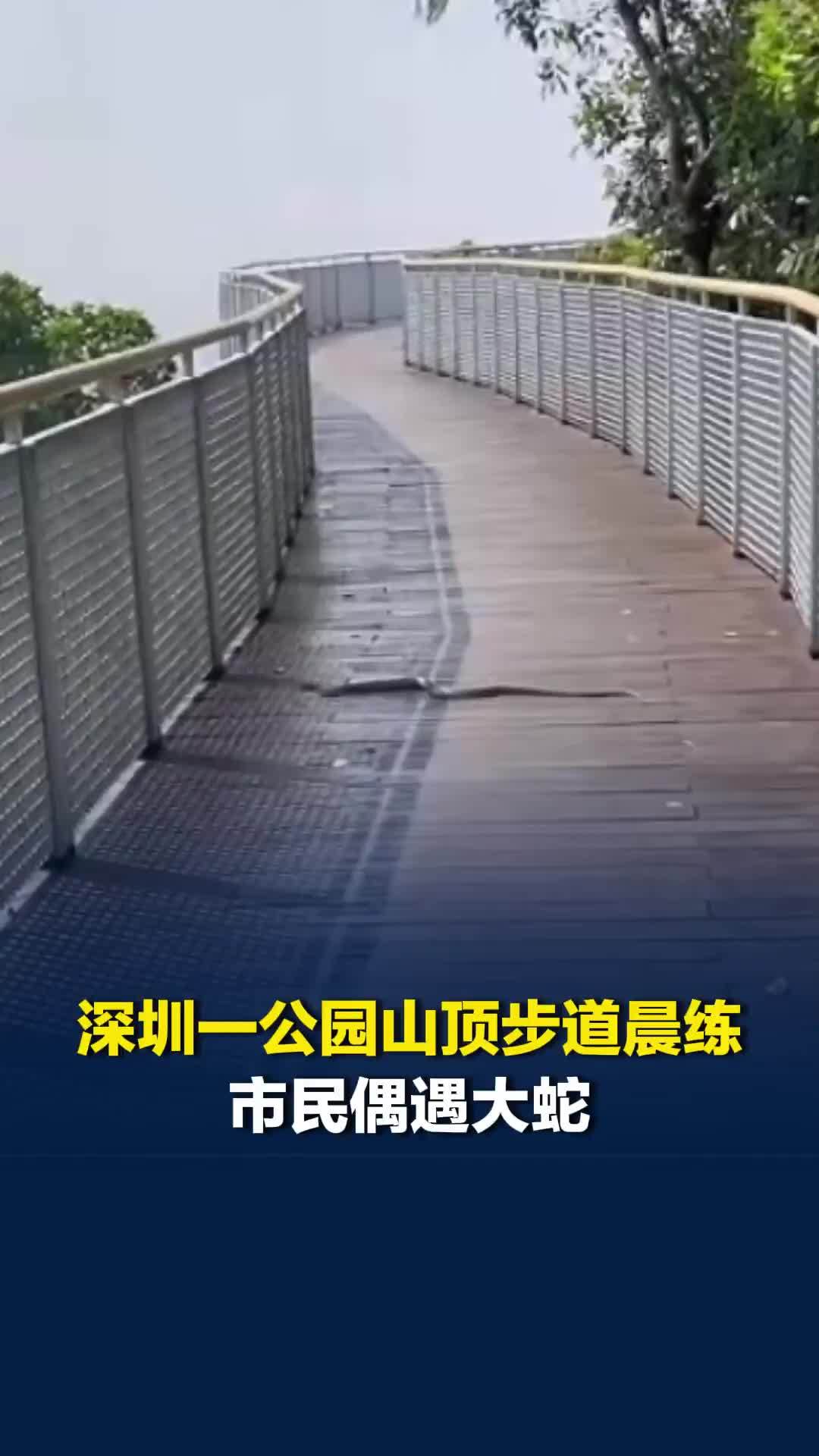 深圳一公园山顶步道晨练市民偶遇大蛇，拍摄者：多位市民留言称在此见过蛇