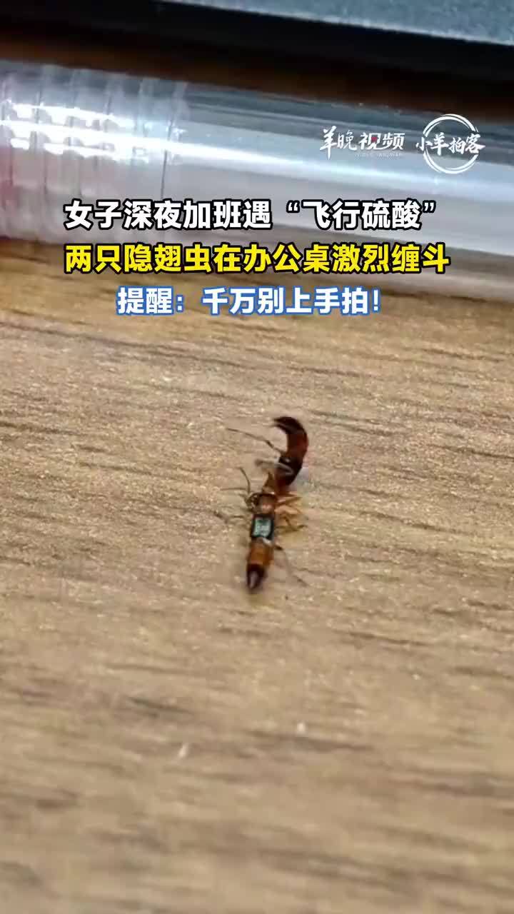 女子加班遇两只隐翅虫在桌上缠斗