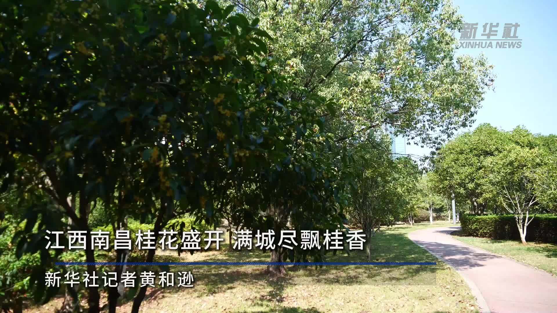 江西南昌桂花盛开 满城尽飘桂香