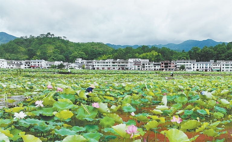 广昌县驿前镇姚西村,莲农在采收莲蓬。这里是太空莲良种的种植基地,太空莲也成为莲农增收的致富莲。江西日报全媒体首席记者 李劼 摄