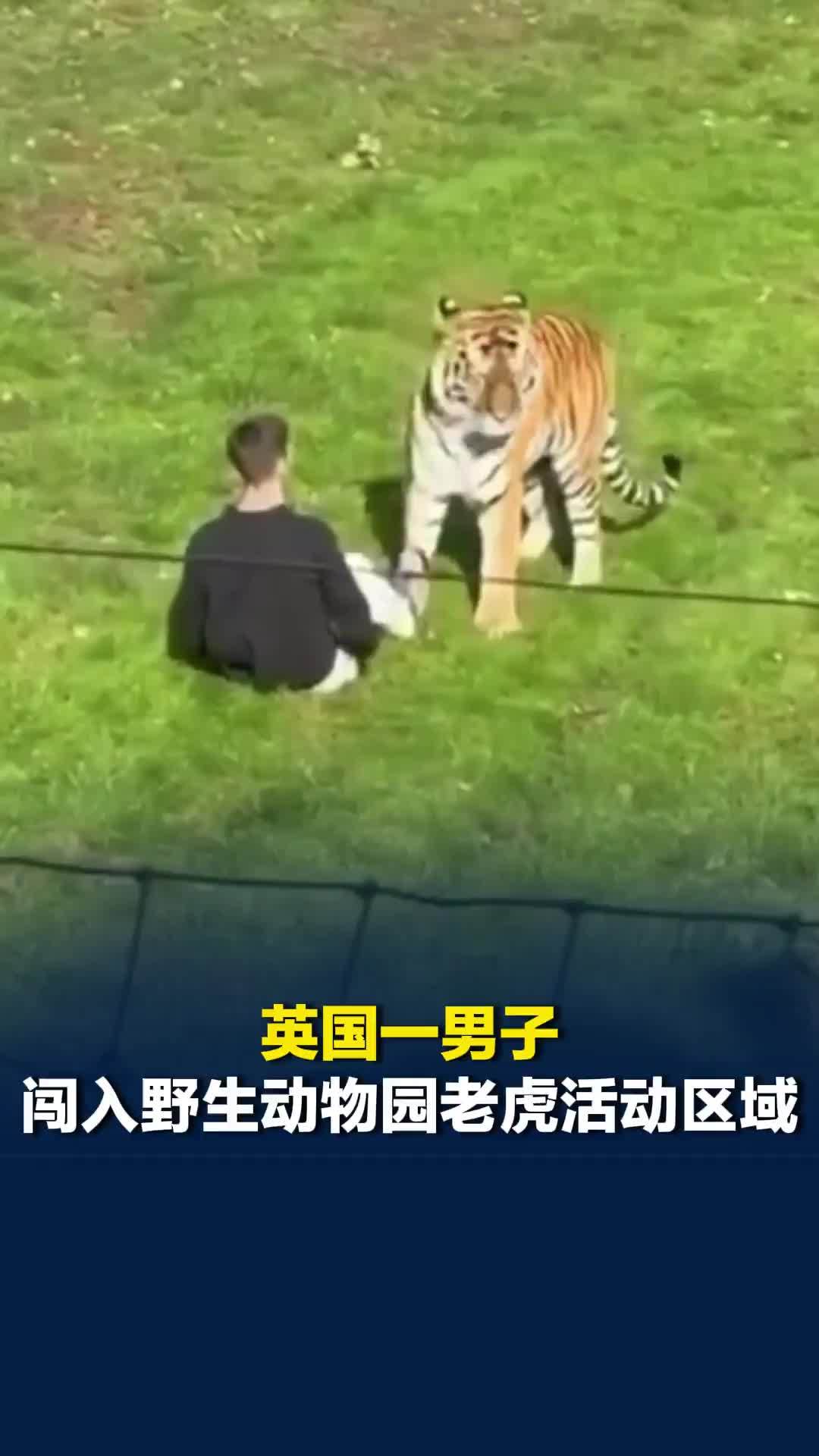 英国一男子闯入野生动物园老虎活动区域，遭老虎袭击，重伤不治身亡