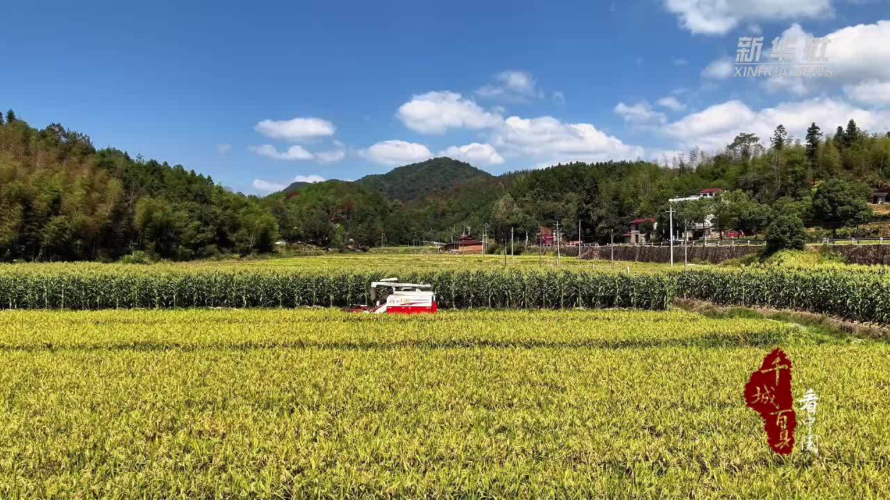 千城百县看中国丨福建松溪：稻浪涌动开镰忙