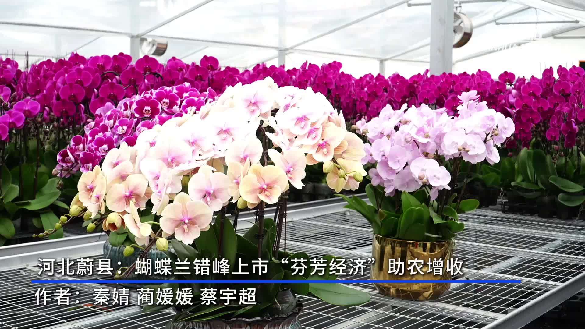 河北蔚县：蝴蝶兰错峰上市“芬芳经济”助农增收